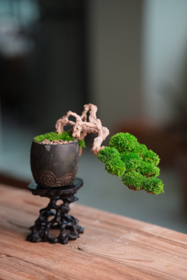 Summer's Whispers (Preserved Plants)