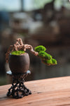 Summer's Whispers (Preserved Plants)