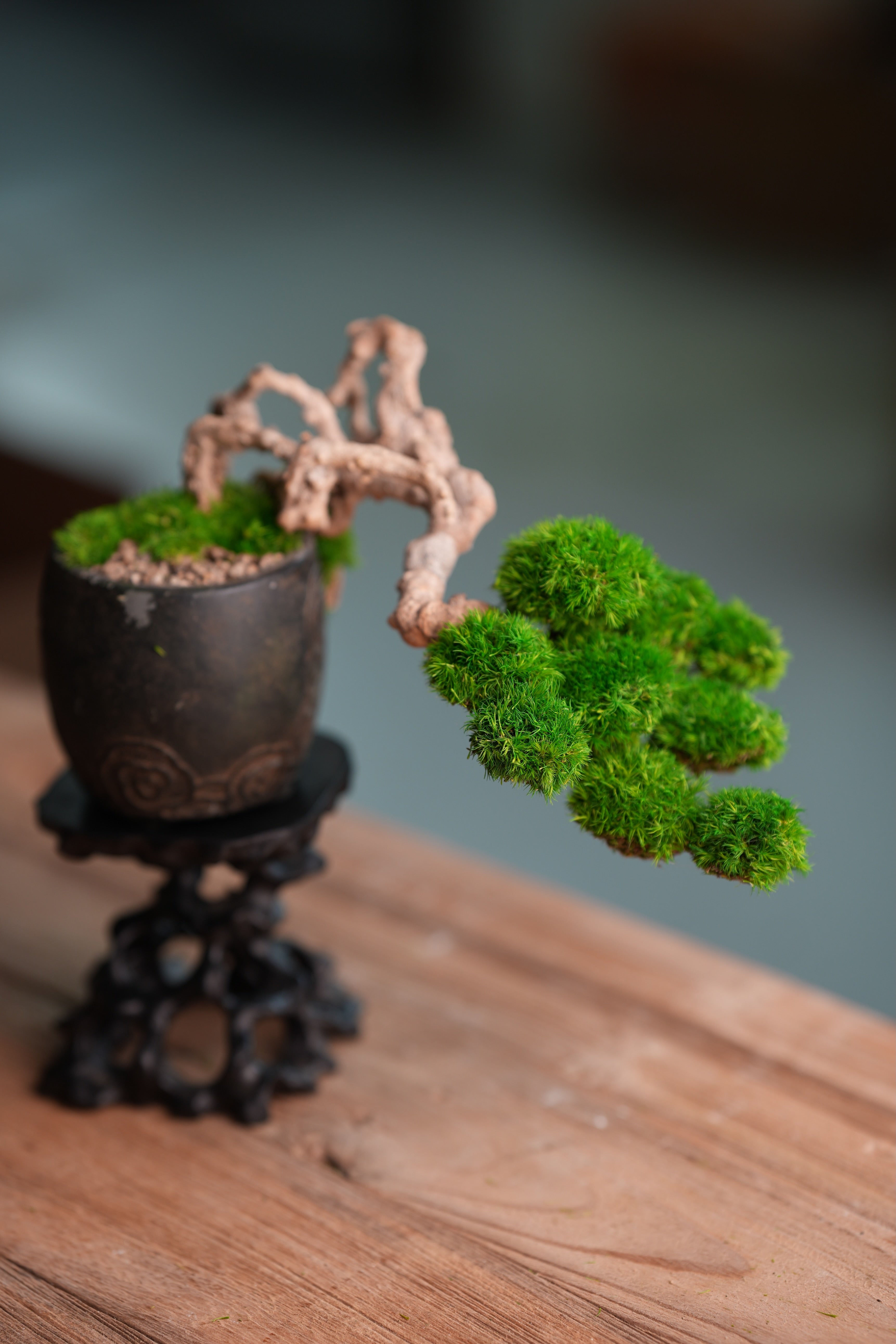Summer's Whispers (Preserved Plants)
