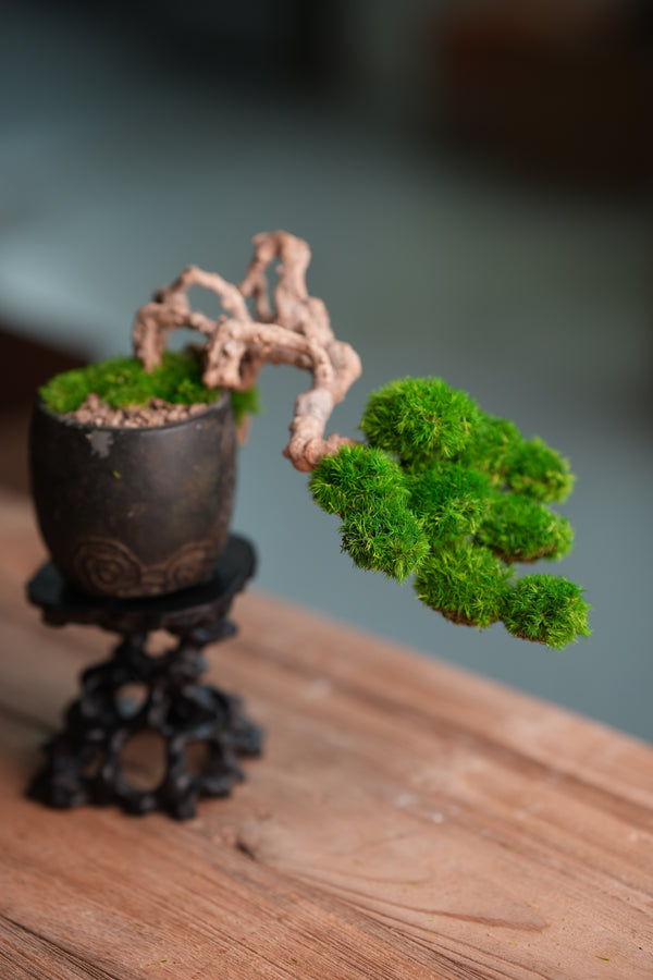 Summer's Whispers (Preserved Plants)