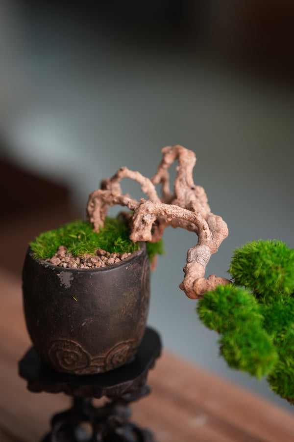 Summer's Whispers (Preserved Plants)