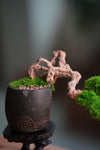 Summer's Whispers (Preserved Plants)