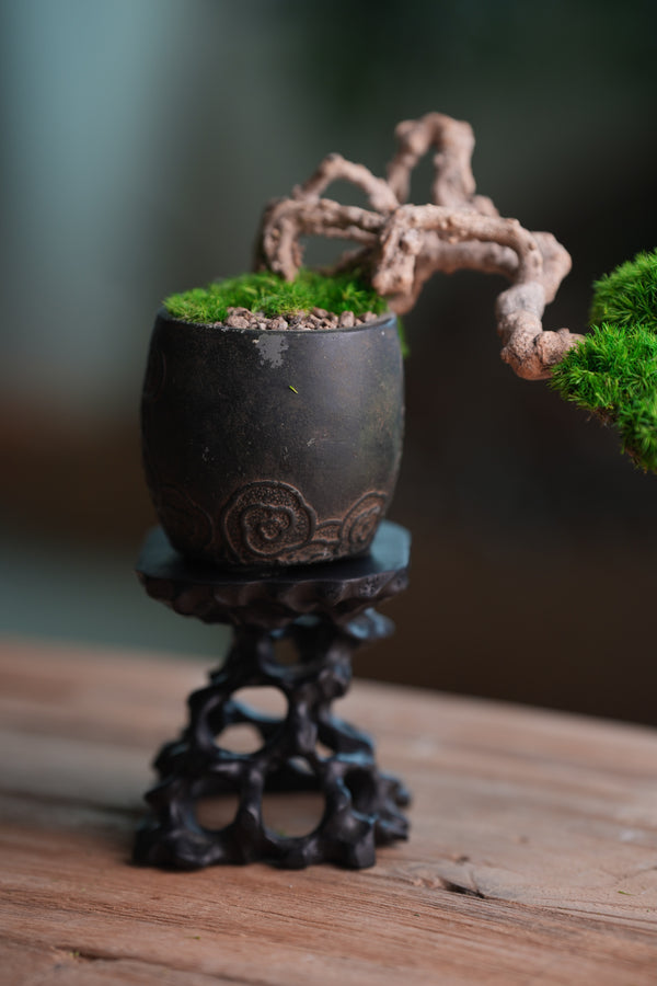 Summer's Whispers (Preserved Plants)