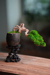 Summer's Whispers (Preserved Plants)