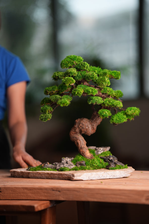 Lone Pine - Stormy Hill (Preserved Plants)