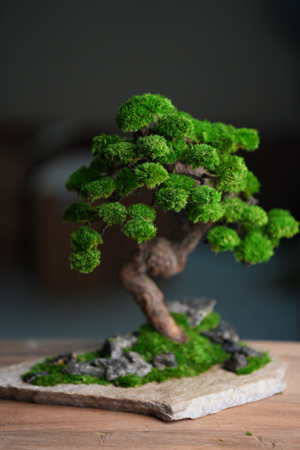 Lone Pine - Stormy Hill (Preserved Plants)