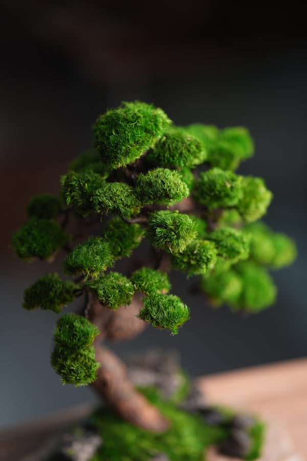 Lone Pine - Stormy Hill (Preserved Plants)