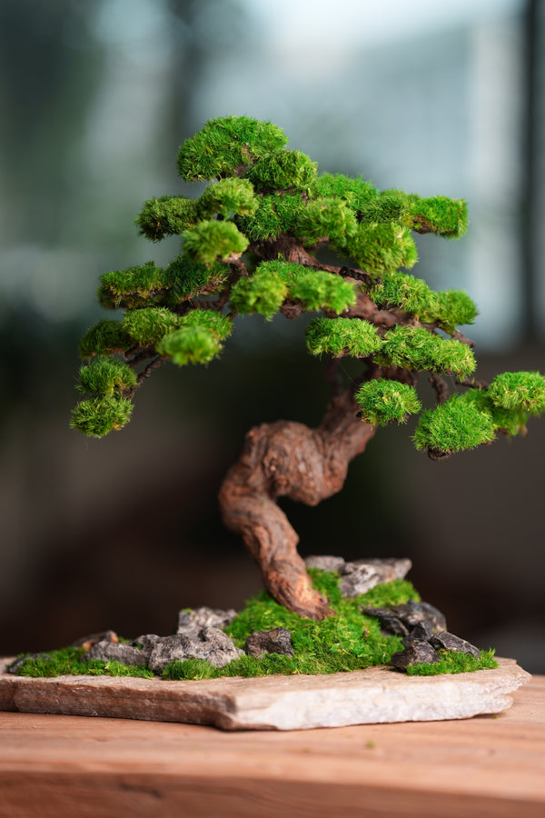 Lone Pine - Stormy Hill (Preserved Plants)