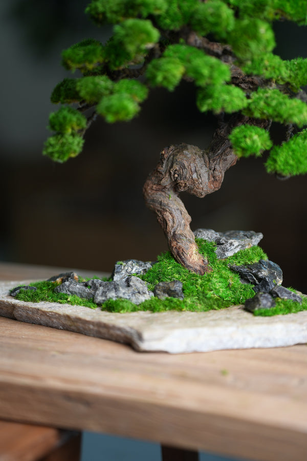 Lone Pine - Stormy Hill (Preserved Plants)