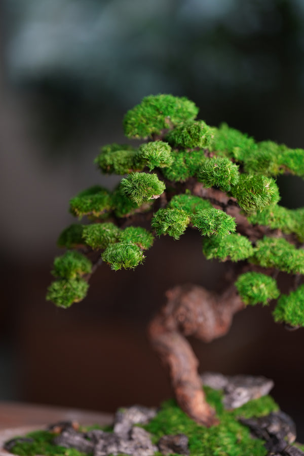 Lone Pine - Stormy Hill (Preserved Plants)