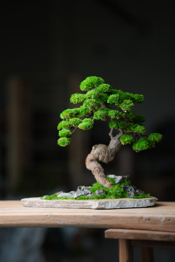 Lone Pine - Stormy Hill (Preserved Plants)