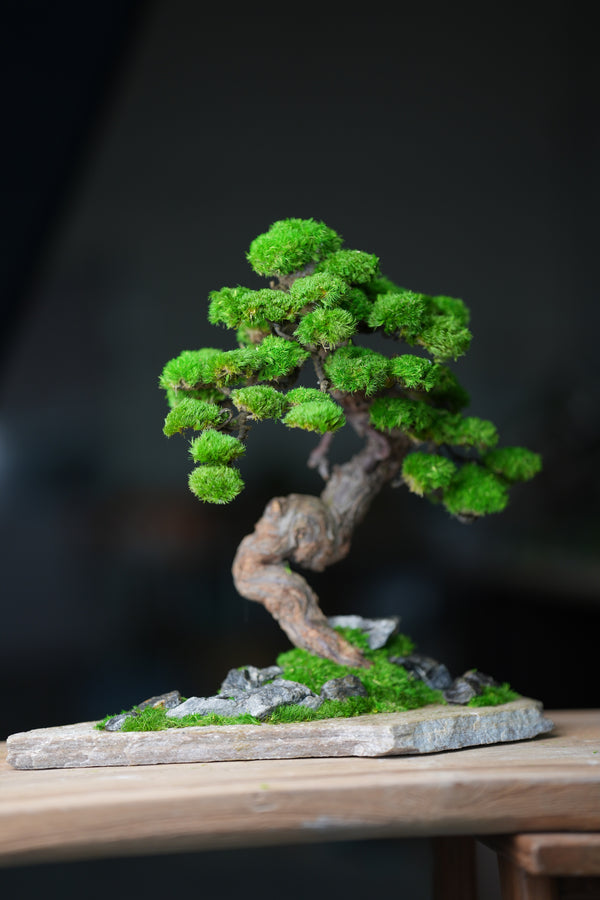 Lone Pine - Stormy Hill (Preserved Plants)