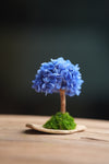 A Small Tree in the East - Blue Dream (Preserved Plants)