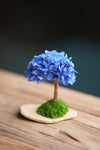A Small Tree in the East - Blue Dream (Preserved Plants)