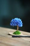 A Small Tree in the East - Blue Dream (Preserved Plants)