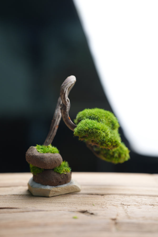A Small Tree in the East - Classics (Preserved Plants)