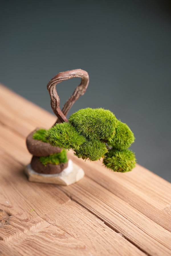 A Small Tree in the East - Classics (Preserved Plants)