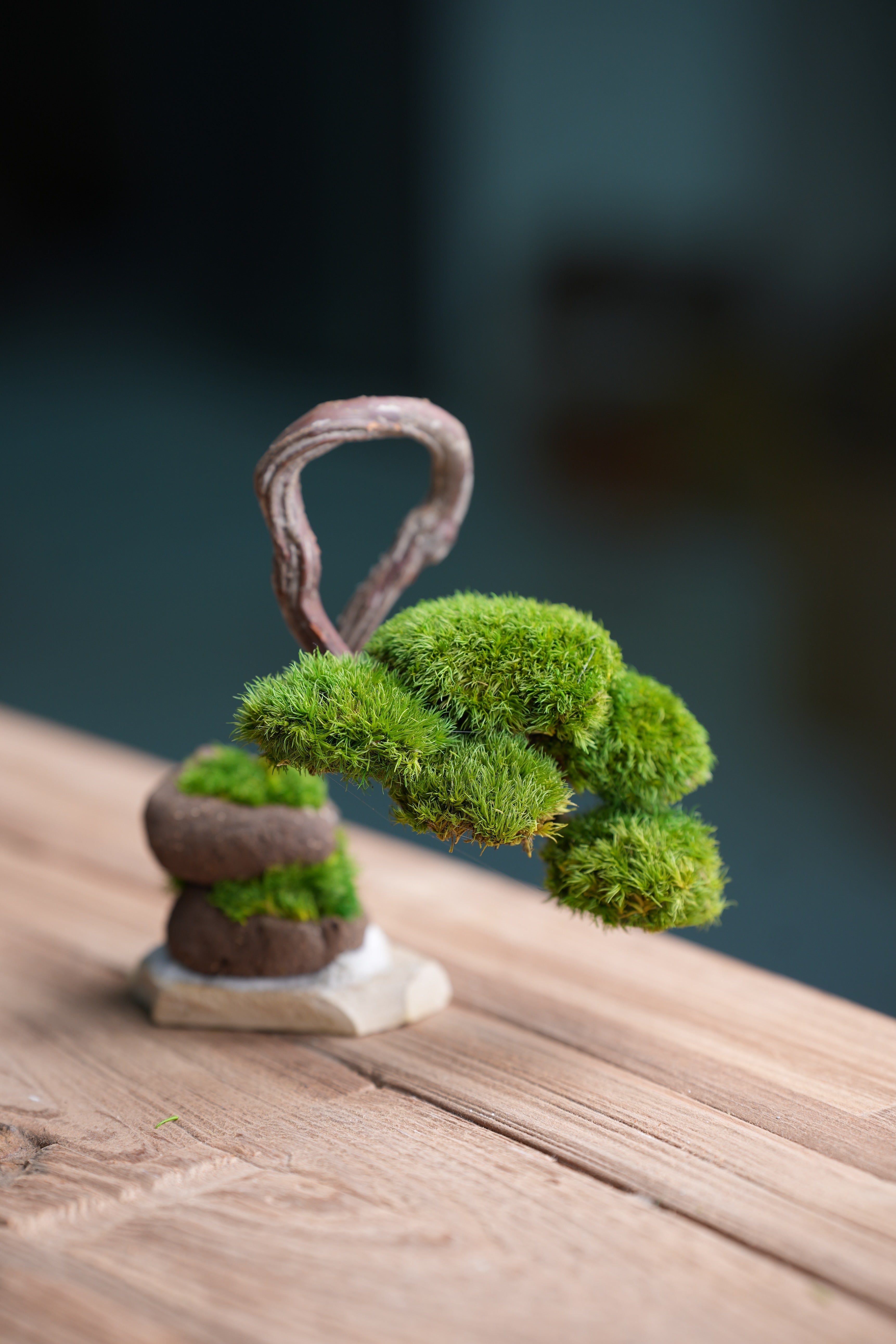 A Small Tree in the East - Classics (Preserved Plants)