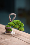A Small Tree in the East - Classics (Preserved Plants)