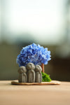 A Small Tree in the East - Blue Dream - Trio of Everjoy (Preserved Plants)