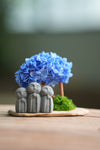 A Small Tree in the East - Blue Dream - Trio of Everjoy (Preserved Plants)