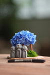 A Small Tree in the East - Blue Dream - Trio of Everjoy (Preserved Plants)
