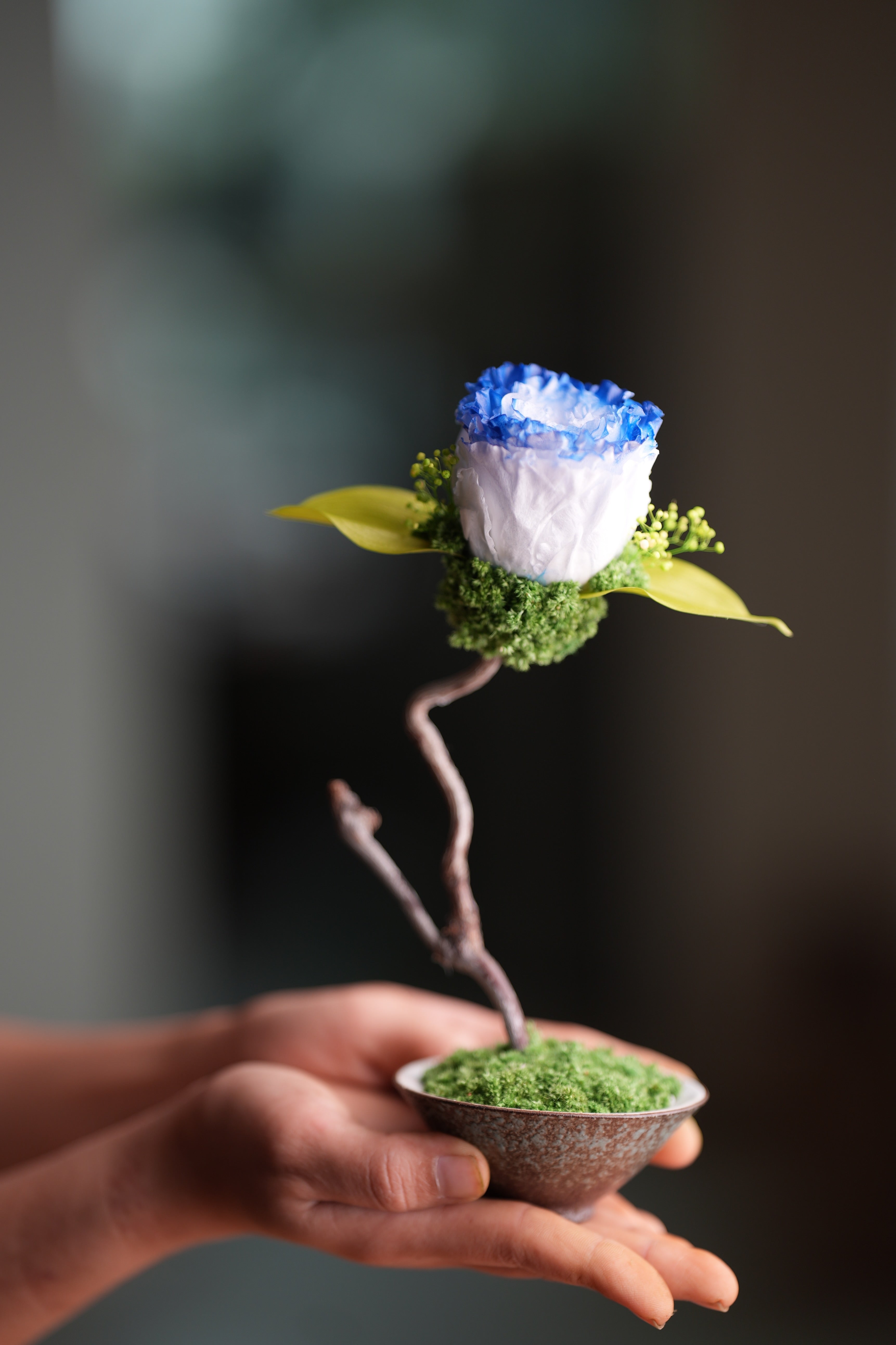 Children of the Forest - Jupiter - Blue Dream (Preserved Plants)