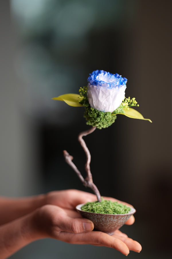 Children of the Forest - Jupiter - Blue Dream (Preserved Plants)