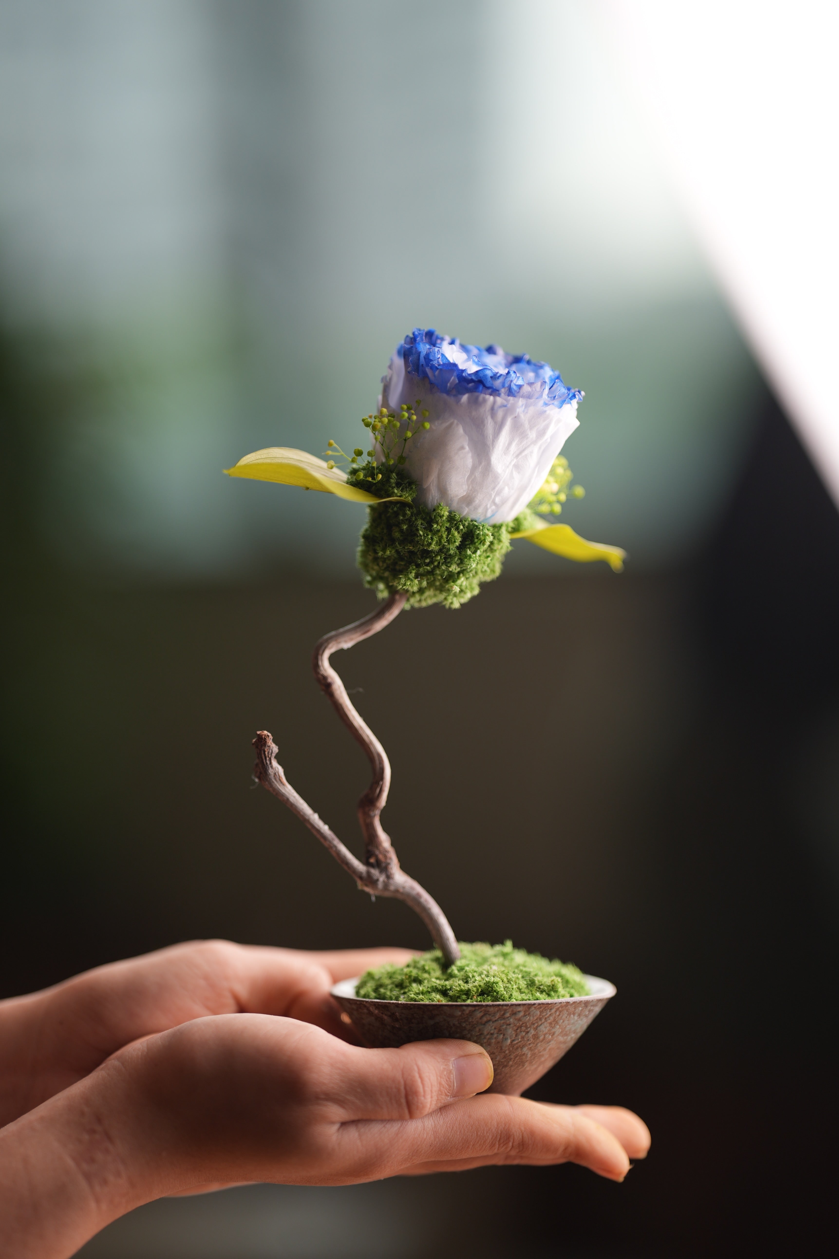 Children of the Forest - Jupiter - Blue Dream (Preserved Plants)