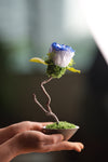 Children of the Forest - Jupiter - Blue Dream (Preserved Plants)