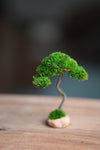A Small Tree in the East - Classics (Preserved Plants)
