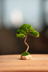 A Small Tree in the East - Classics (Preserved Plants)
