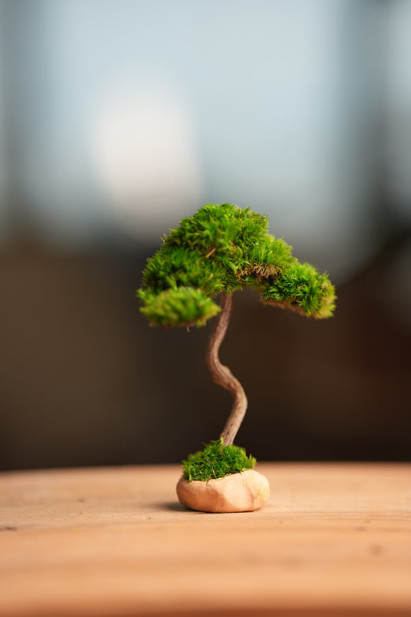 A Small Tree in the East - Classics (Preserved Plants)