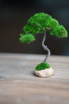 A Small Tree in the East - Classics (Preserved Plants)