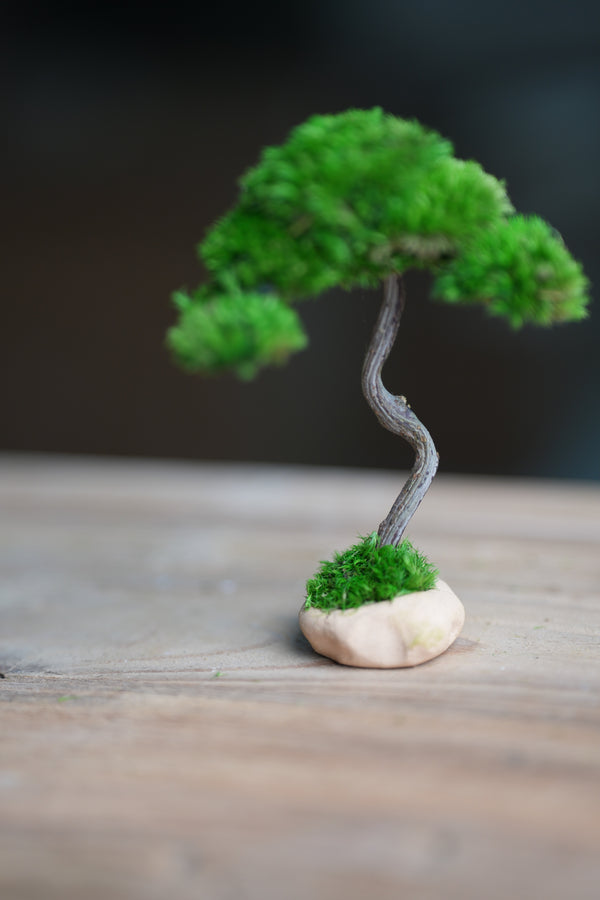 A Small Tree in the East - Classics (Preserved Plants)