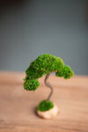 A Small Tree in the East - Classics (Preserved Plants)