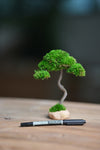 A Small Tree in the East - Classics (Preserved Plants)