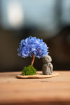 A Small Tree in the East - Blue Dream - Journeyman (Preserved Plants)