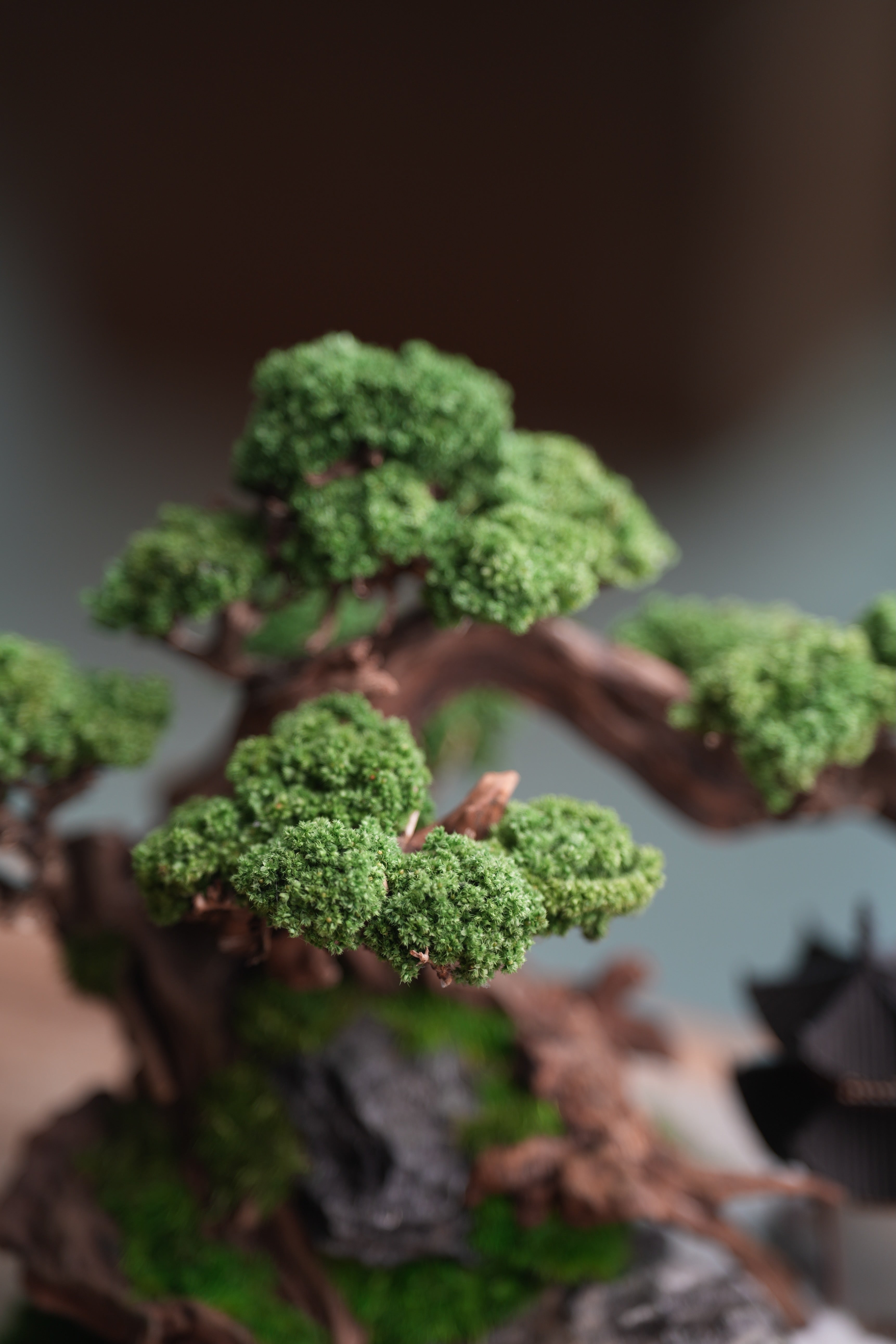 Greenwood - A Path in the East (Preserved Plants)