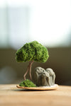 A Small Tree in the East - Classic - Trio of No Evil (Preserved Plants)