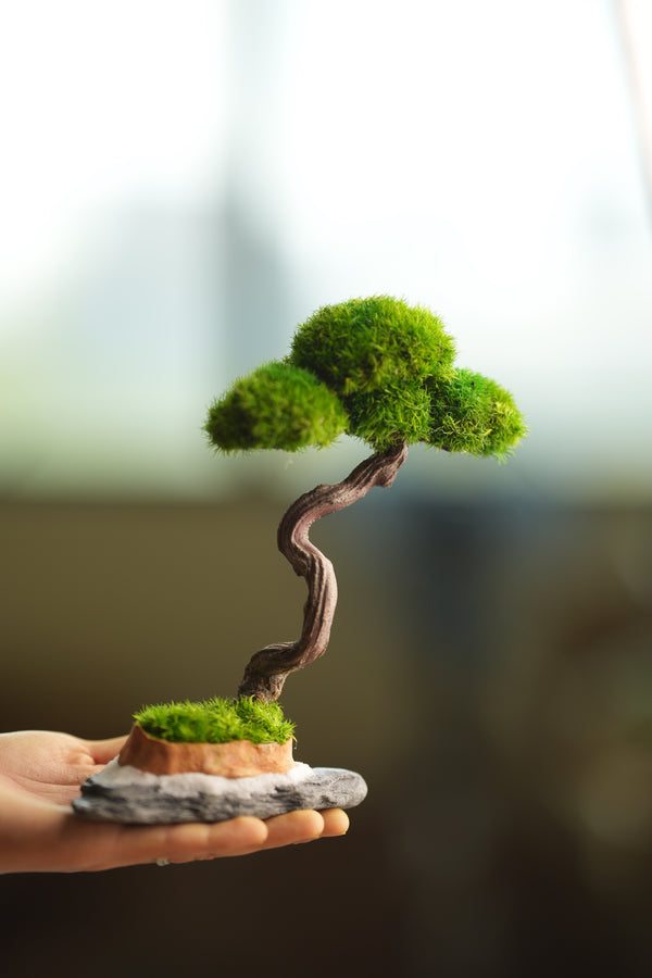 Light in the Garden - Rosewood (Preserved Plants)