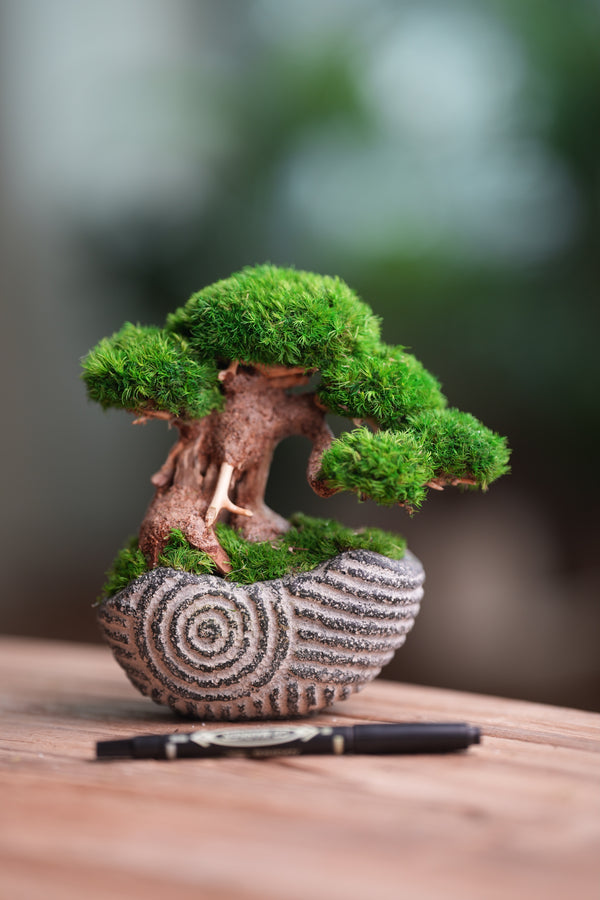 Slow Wood - Young - Anchor Spiral edition (Preserved Plants)