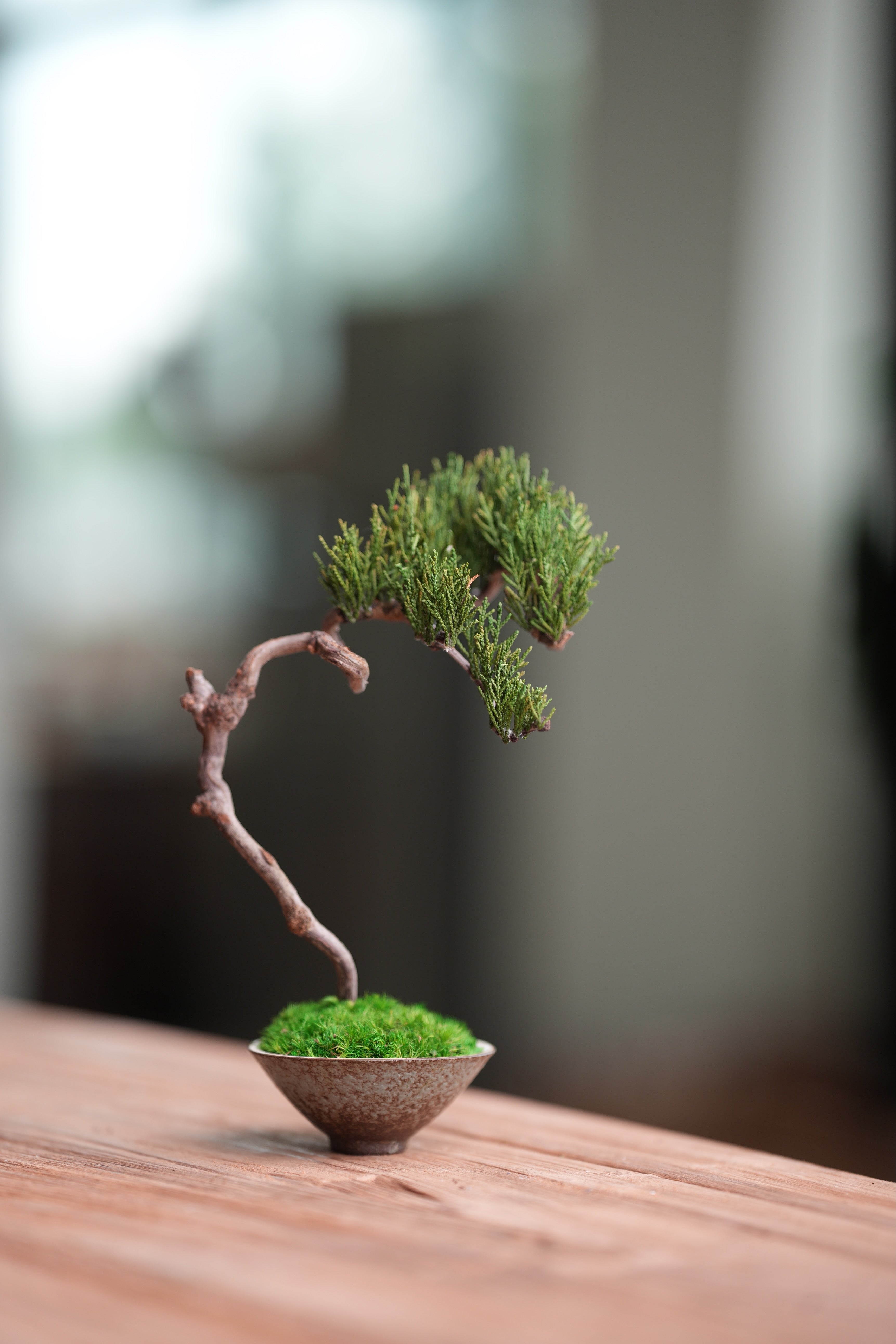 Poet of the Forest - Rosewood of the Cultured Garden (Preserved Plants)