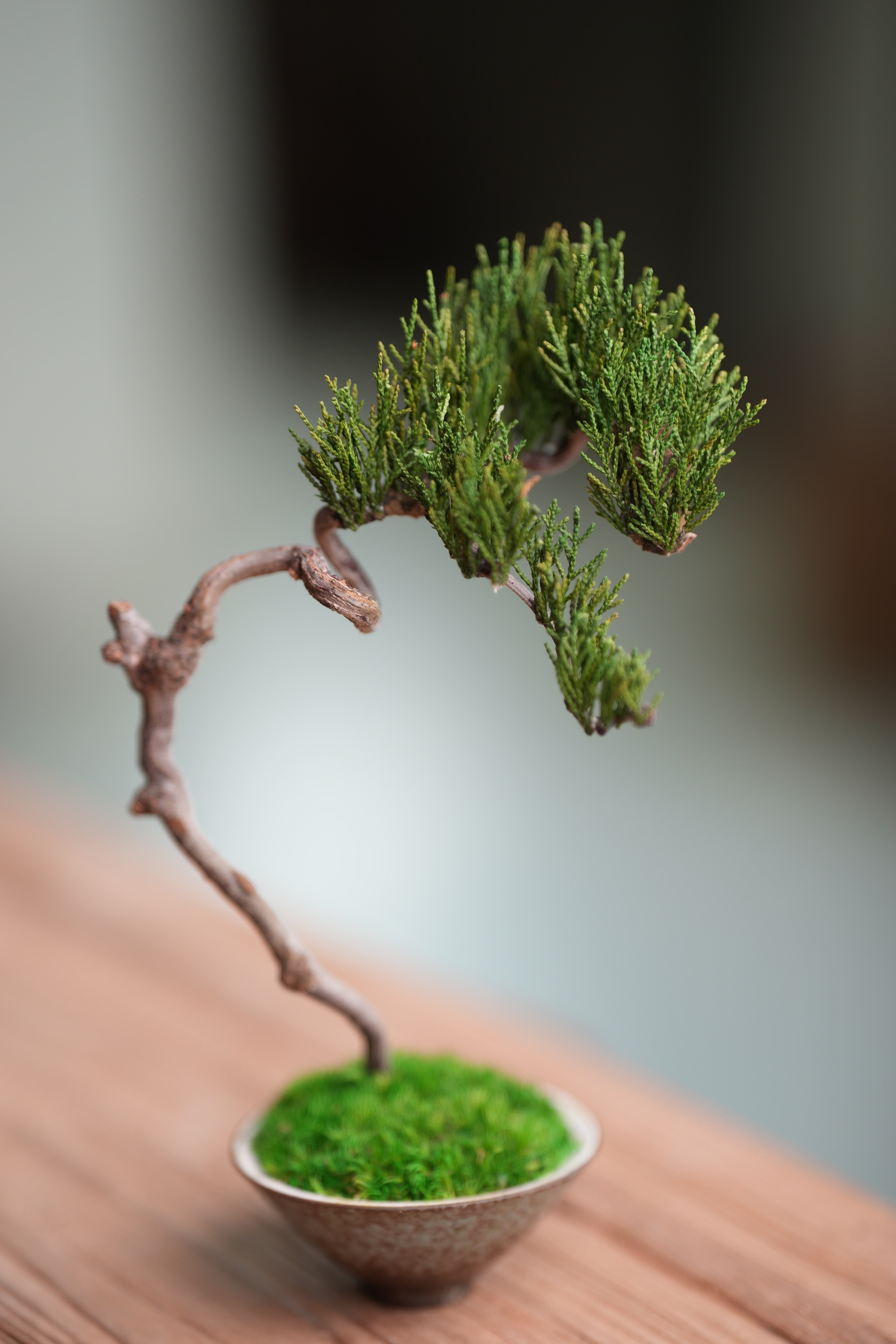 Poet of the Forest - Rosewood of the Cultured Garden (Preserved Plants)