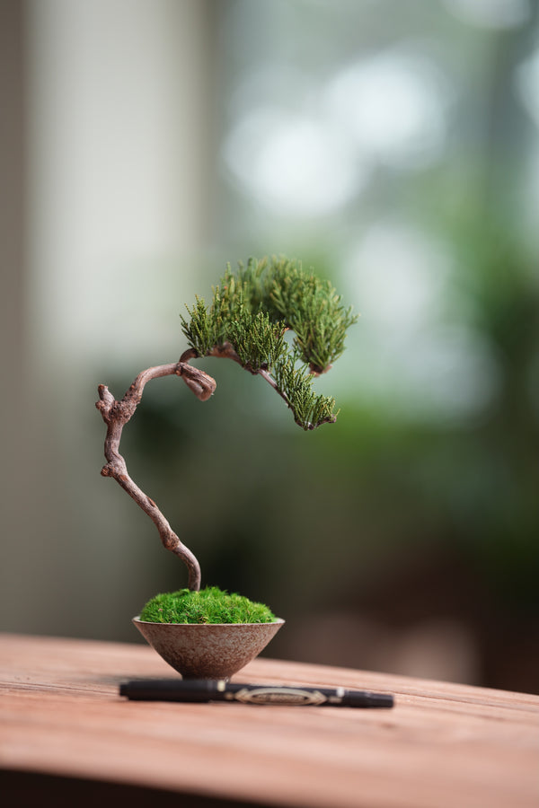 Poet of the Forest - Rosewood of the Cultured Garden (Preserved Plants)