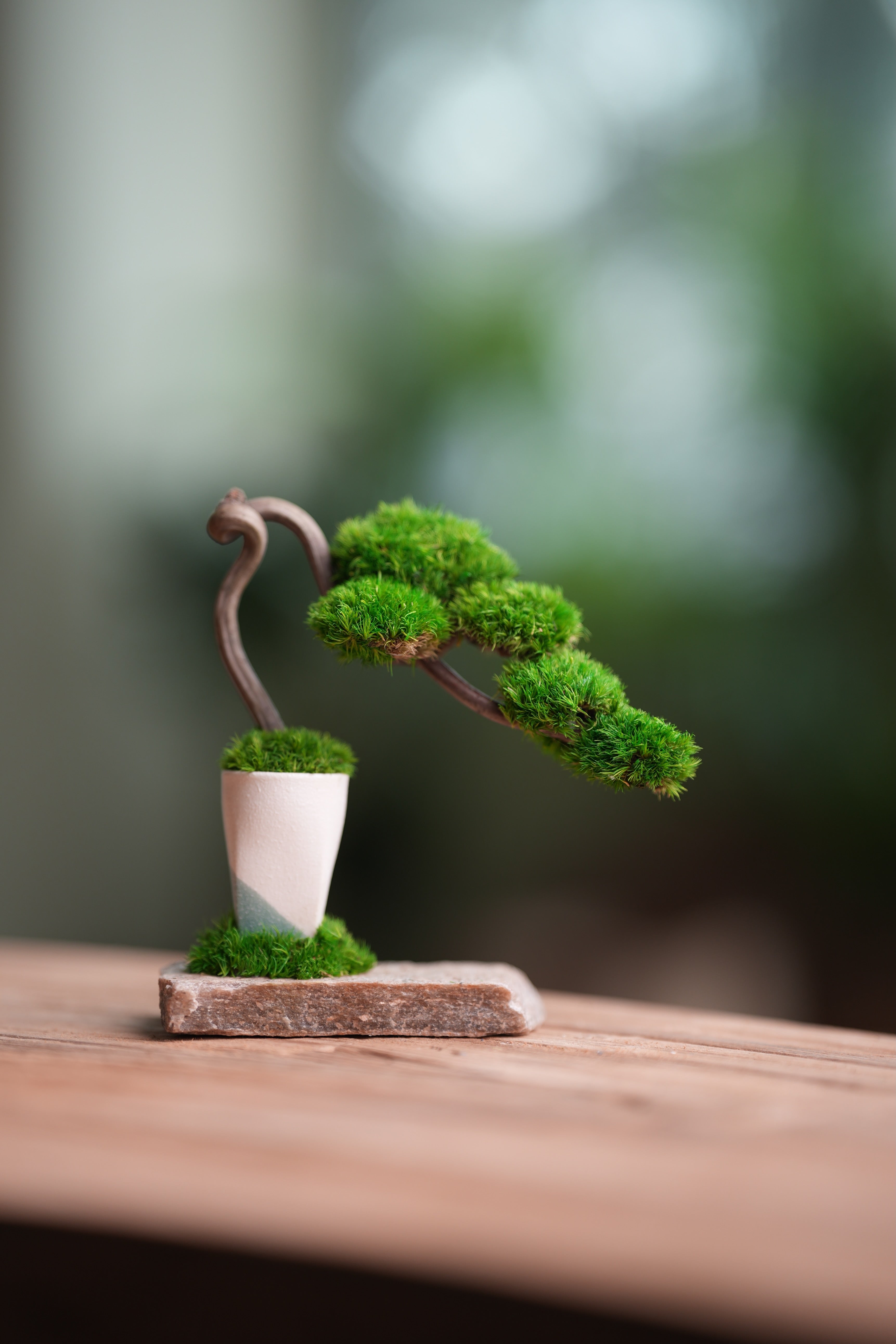 A Small Tree in the East - Classics (Preserved Plants)