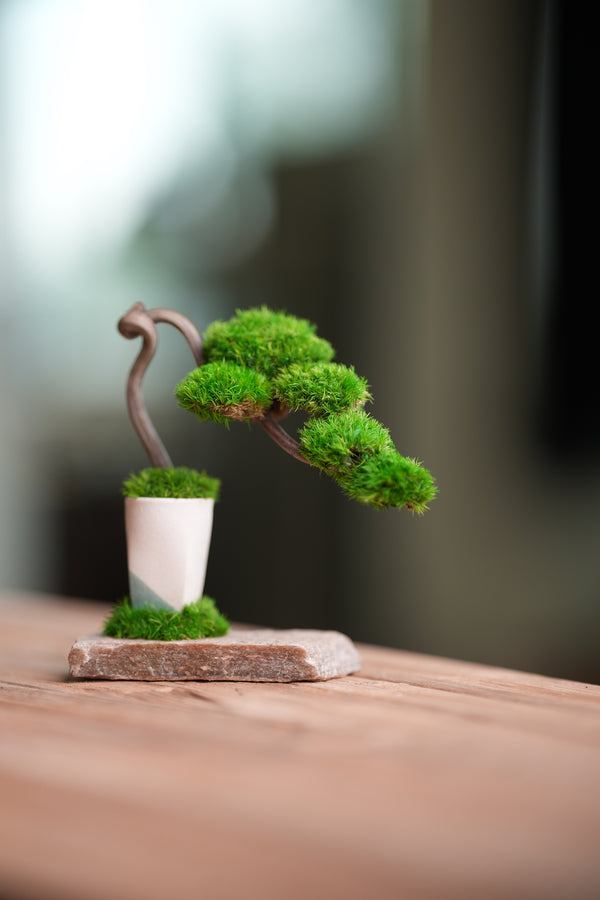 A Small Tree in the East - Classics (Preserved Plants)
