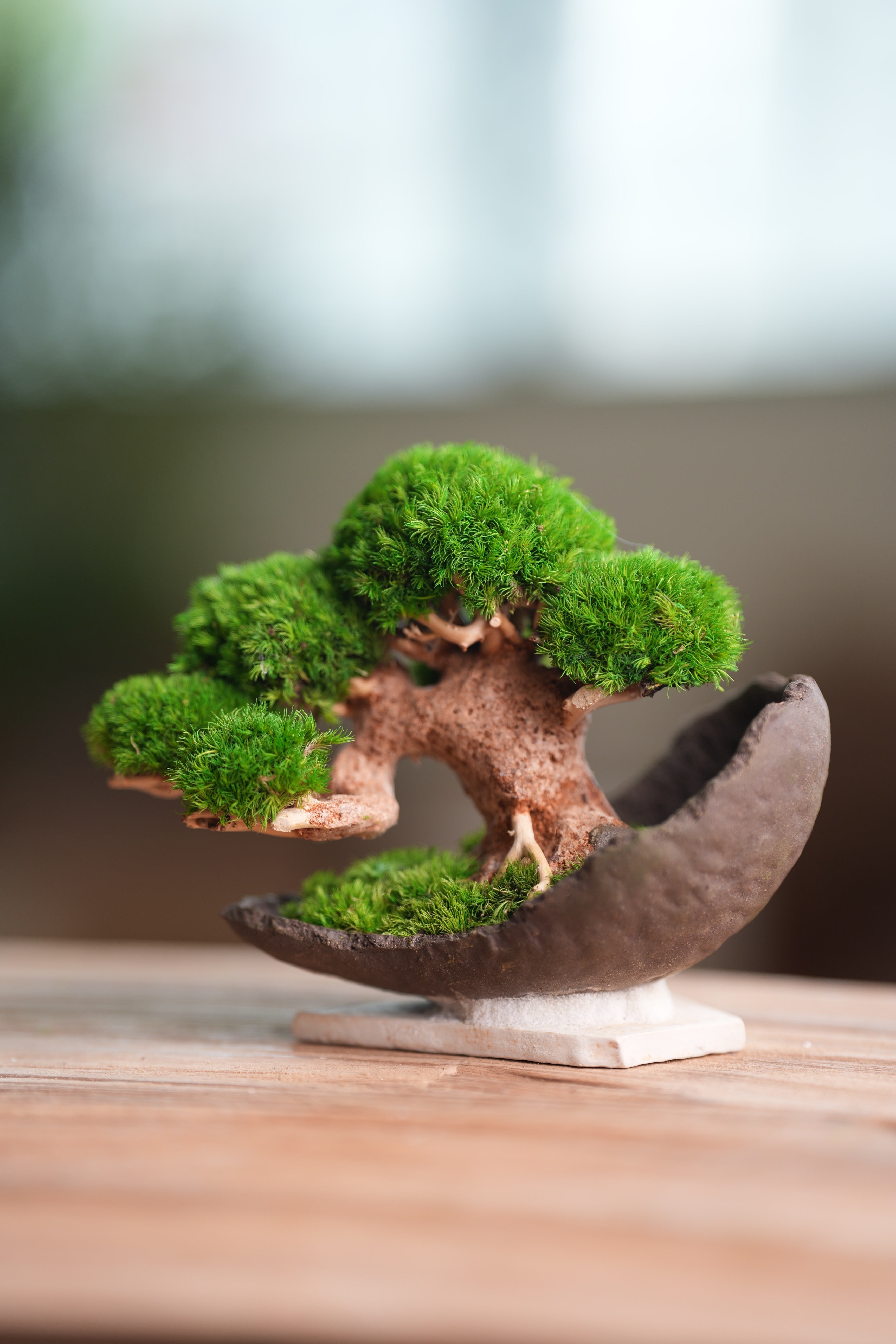 Slow Wood - Young - Half Moon (Preserved Plants)