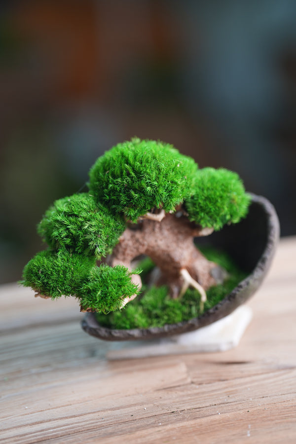 Slow Wood - Young - Half Moon (Preserved Plants)