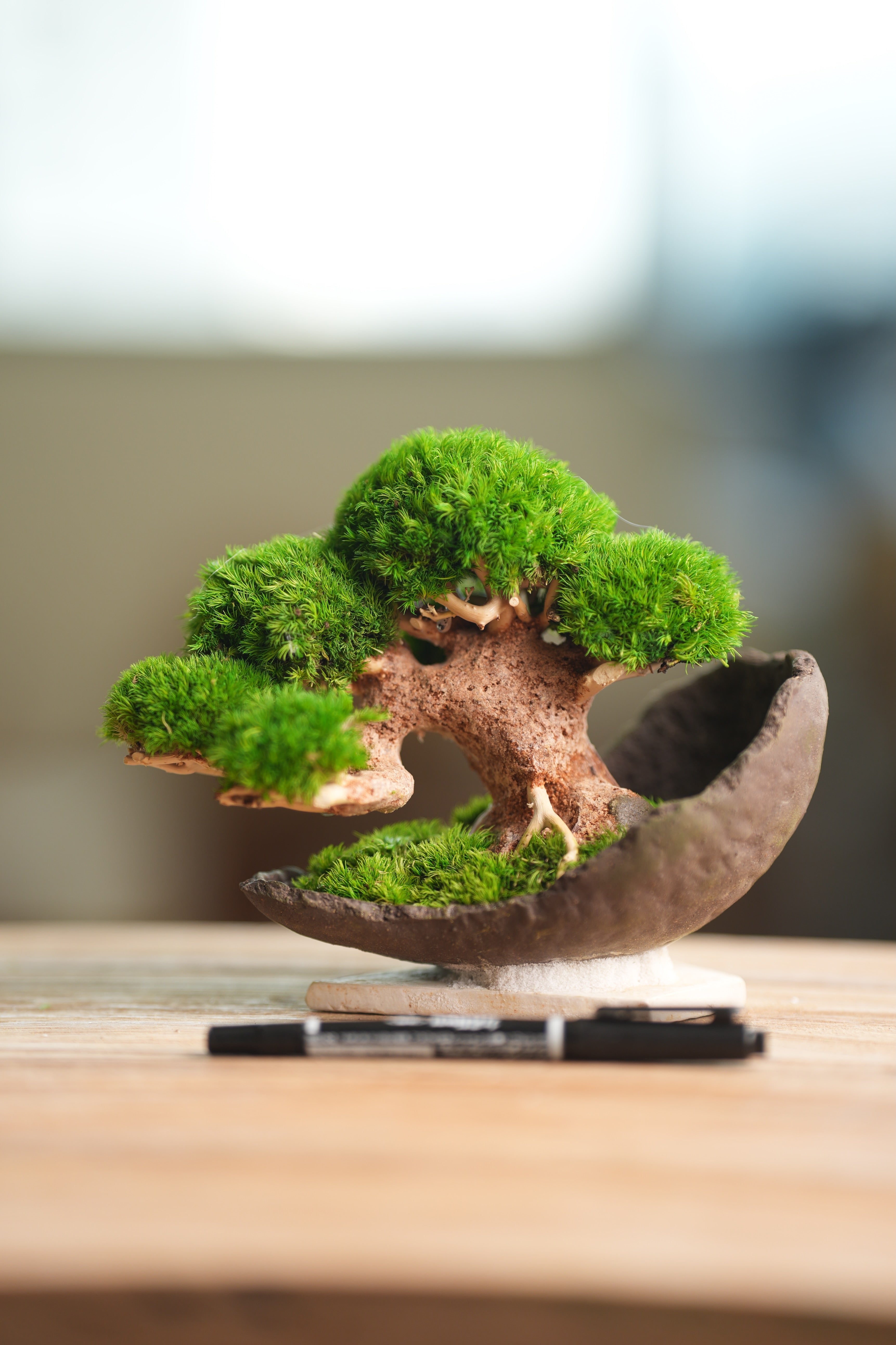 Slow Wood - Young - Half Moon (Preserved Plants)